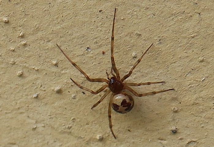 presso un vaso di fiori  in casa: Steatoda?  S, Steatoda triangulosa - Genova